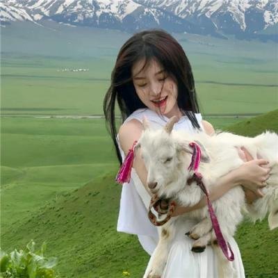 挎斗摩托车里的狗